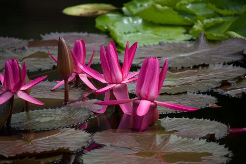 water lily plant pond