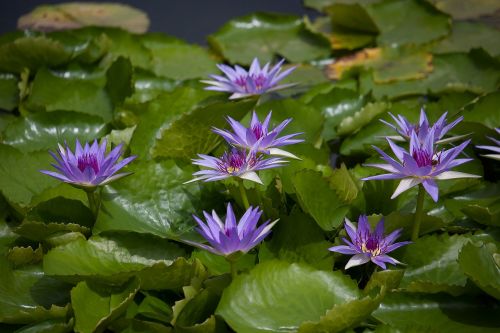 water lily plant pond