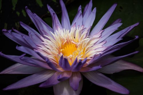 water lily blossom bloom