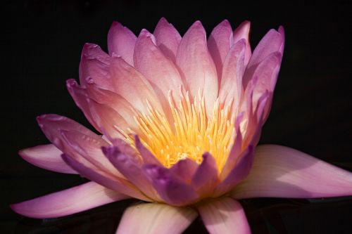 water lily blossom bloom