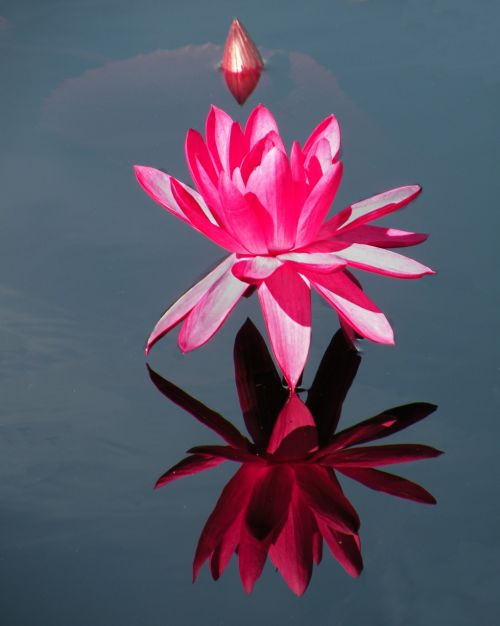water lily hot pink reflected