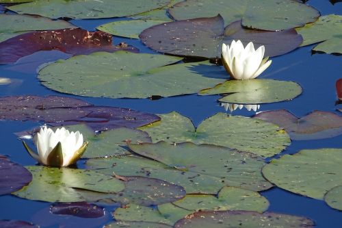 water lily nature