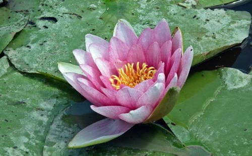water lily pink plant