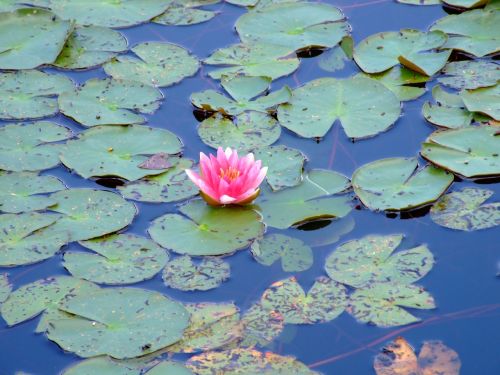 water lily lily lotus