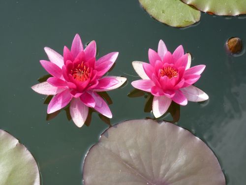 water lily flower pond