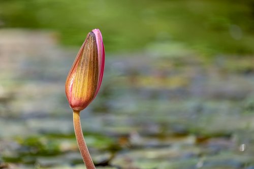 water lily  bud  pond
