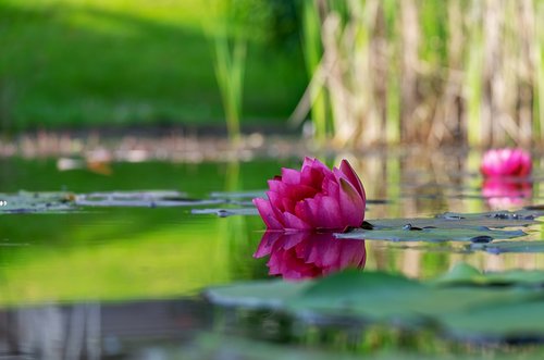 water lily  flower  blossom