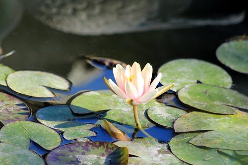 water lily  flower  sheet