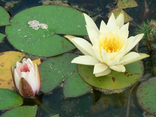 water lily nuphar lutea aquatic plant