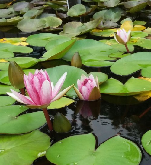 water lily  pond  bloom