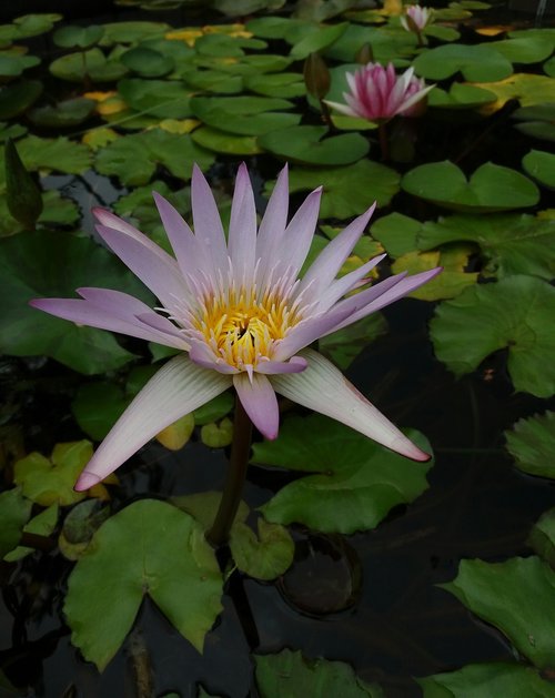 water lily  pond  plant