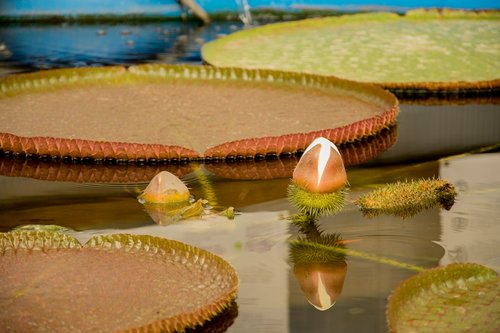 water lily  pond  aquatic plants