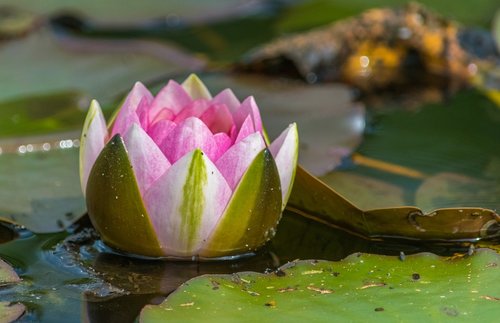 water lily  lake  nuphar