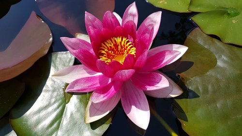 water lily  pond  pink