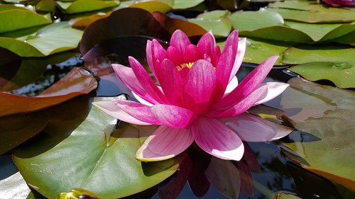 water lily  pond  pink