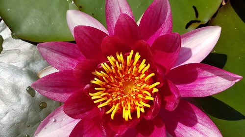 water lily  pond  pink