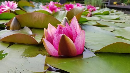 water lily  pond  pink