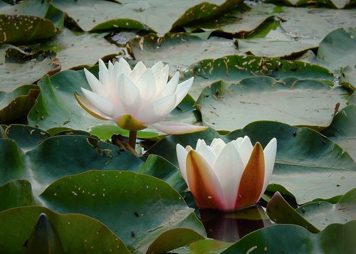 water lily  the beauty of nature  nature