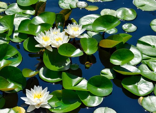water lily  lily pad  pond
