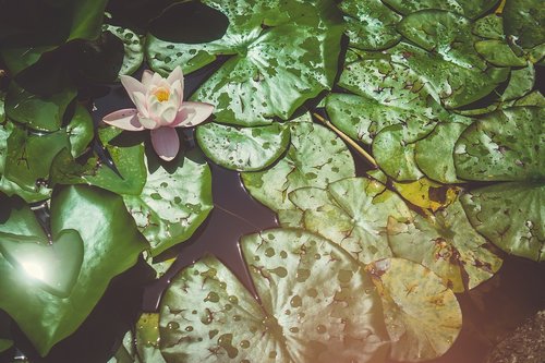 water lily  flower  water