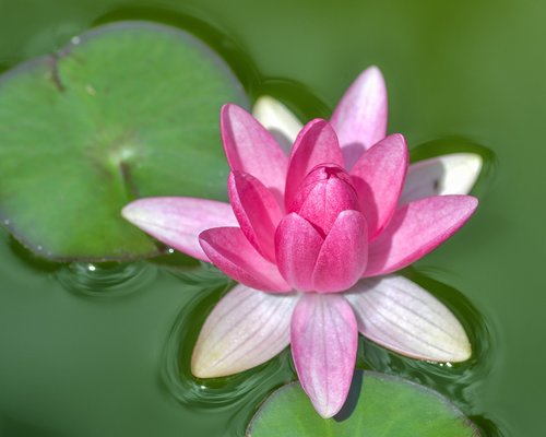 water lily  flower  leaf