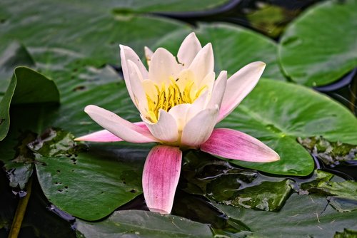 water lily  aquatic herb  plant