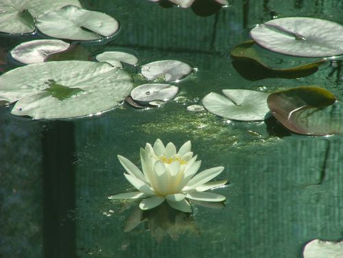 water lily swamp water