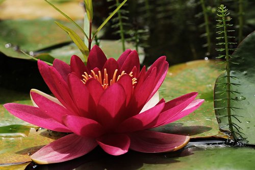 water lily  red  pond