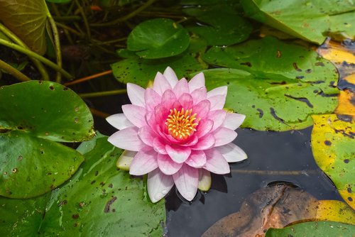 water lily  aquatic herb  plant