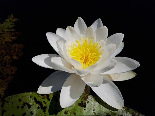 water lily  nymphaea  william doogue