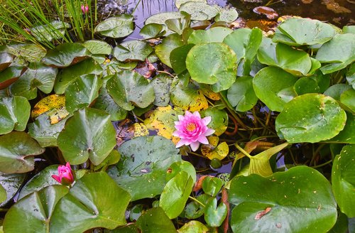 water lily  aquatic herb  plant