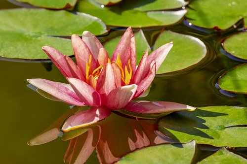 water lily  aquatic plant  flower