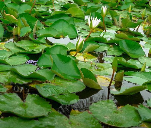 water lily  green  water