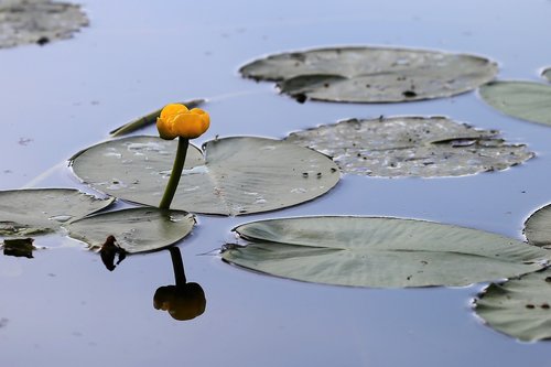 water lily  nuphar lutea  leaf