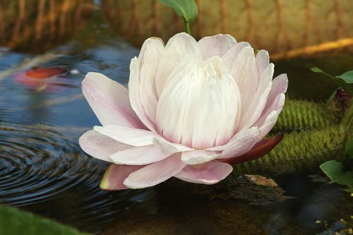 water lily  lotus  lotus blossom