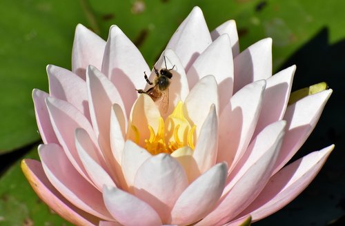 water lily  plant  bee