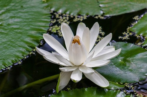 water lily  pond  blossom