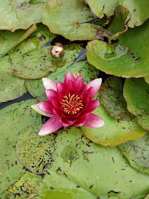 water lily  lilly  flower plant