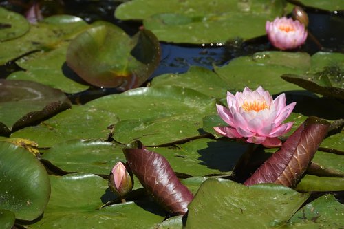 water lily  nature  pond