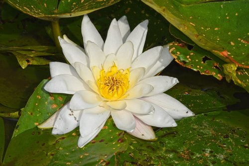 water lily  aquatic herb  plant