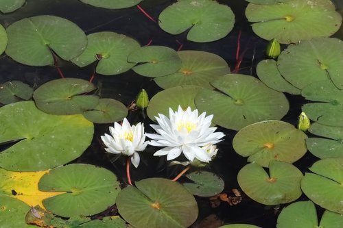 water lily  water  pond