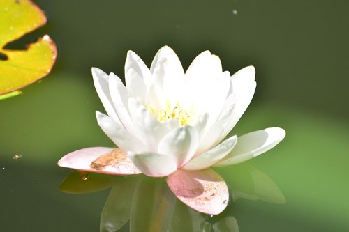 water lily  water  pond