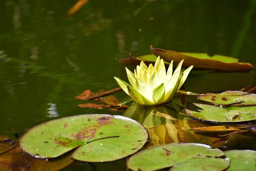 water lily  white  pond