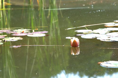 water lily  flower  nuphar lutea