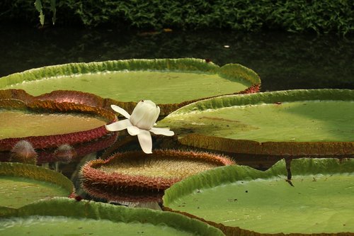 water lily  flower  plant