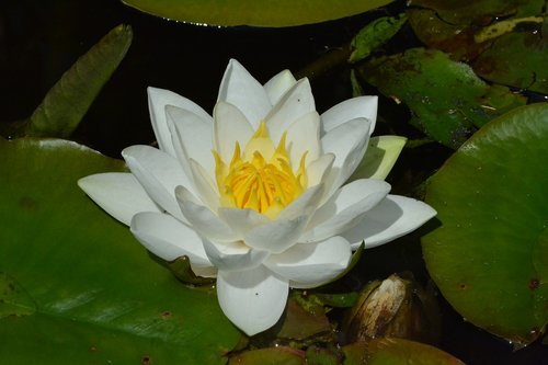 water lily  pond  white