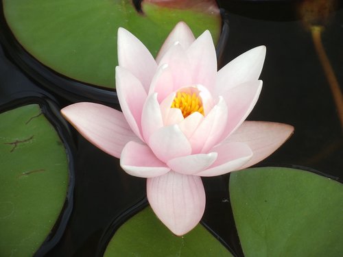 water lily  pale pink  pond