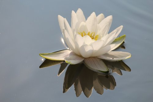 water lily  white  blossom