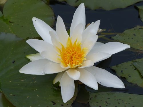 water lily pond plant water