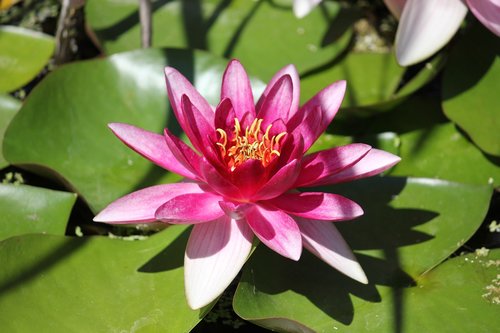 water lily  pink  blossom